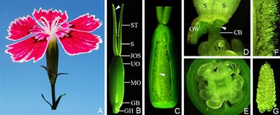 Dianthus chinensis L.: The Structural Difference between Vascular Bundles in the Placenta and Ovary Wall Suggests Their Different Origin